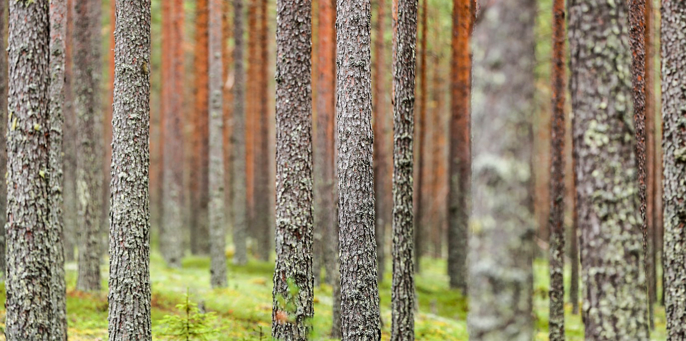 Talousmetsä, mäntyjä