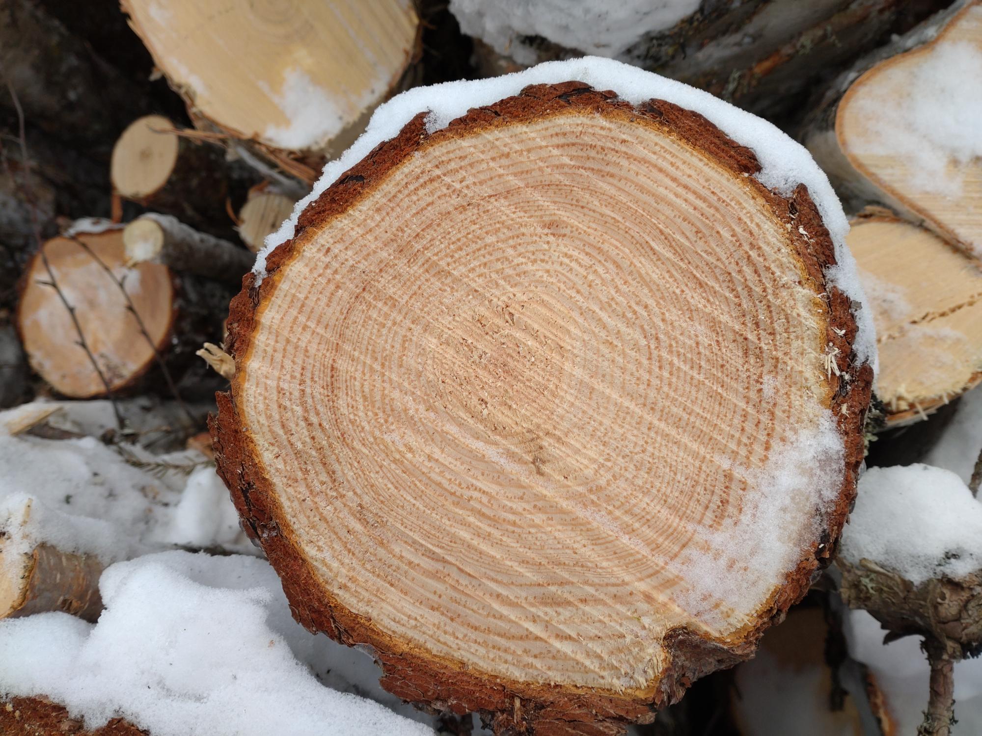 Metsänlannoituksen vaikutus männikössä