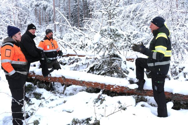 Hannes-myrskypuun korjuu